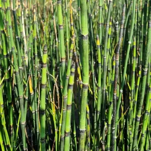 equisetum hyemale