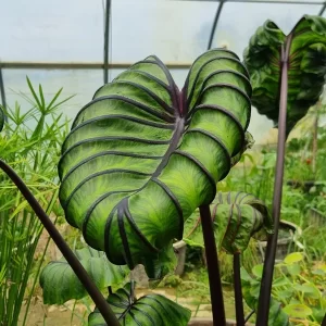 colocasia esculenta pharaoh's mask