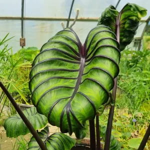 colocasia esculenta pharaoh's mask