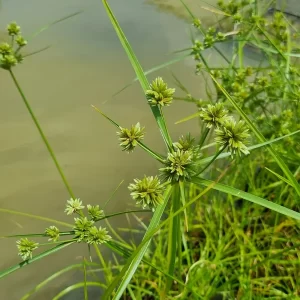 Cyperus eragrostis Tall flatsedge