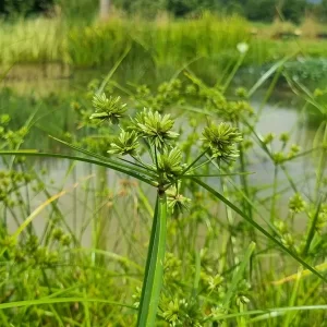 Cyperus eragrostis Tall flatsedge