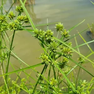 Cyperus eragrostis Tall flatsedge