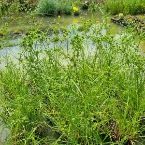Cyperus eragrostis Tall flatsedge