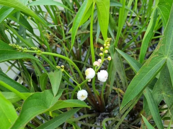 Sagittaria sagittifolia 'Flore Pleno' - Aquatic Plants Nursery