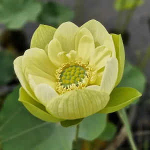 nelumbo-jade-in-jinling