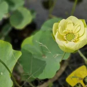 nelumbo-jade-in-jinling-4