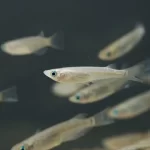 Which fish to put in the pond?
