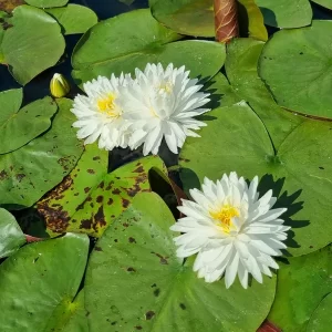 Nymphaea 'Bangkok Snow' Water Lily