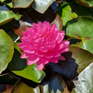 Nymphaea 'Manickam' Water Lily