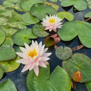 Nymphaea 'Myra' Water Lily