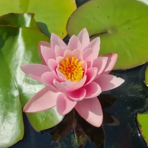 Nymphaea 'Anna Epple' Water Lily