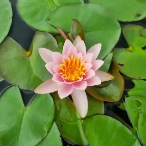 Nymphaea 'Berthold' Water Lily