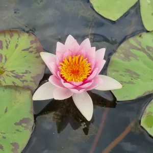 Nymphaea 'Galatee' Water Lily