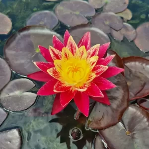 nymphaea-ring-of-fire