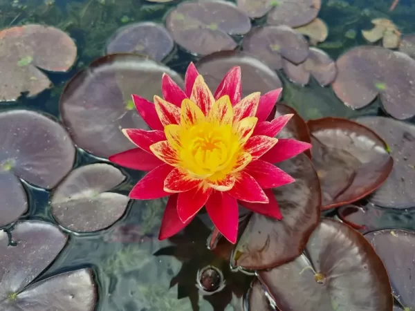 nymphaea-ring-of-fire