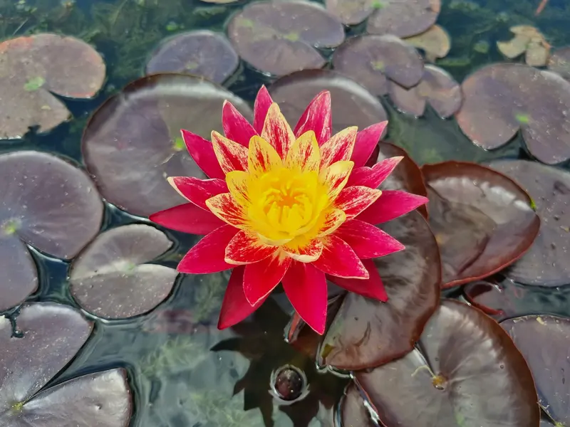 Nymphaea 'Ring of Fire' Water Lily