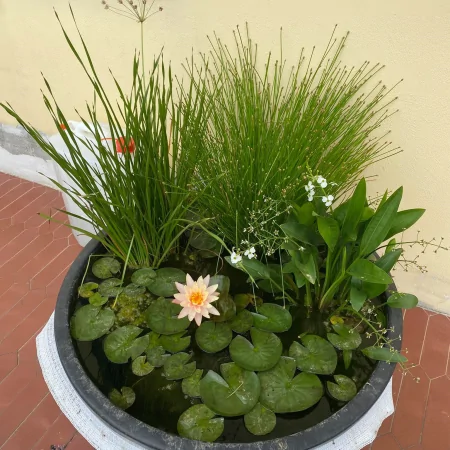 Mini pond with water lily