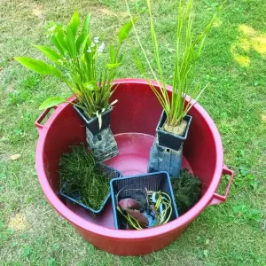 Bonsai Pond Set diam.65 – burgundy container