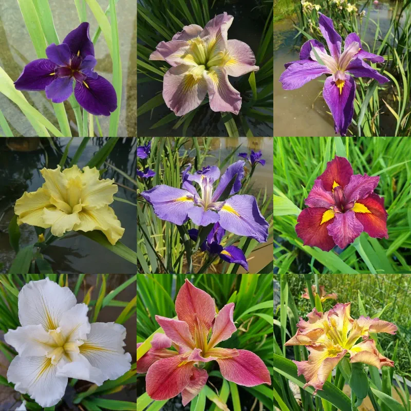 Aquatic iris placeholder