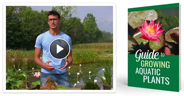 Video course and guide to growing aquatic plants for a balanced pond