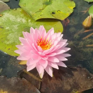 Nymphaea 'Alinda' Water Lily