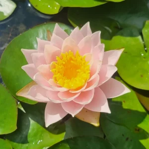 Nymphaea 'Bangkok Caramel' Water Lily
