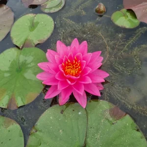 Nymphaea 'Bangkok Pink' Water Lily