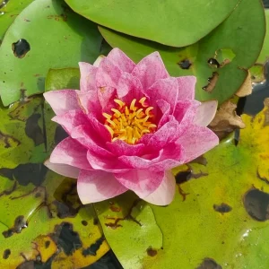 Nymphaea 'Bangkok Strawberry' Water Lily