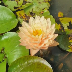 Nymphaea 'Blushing Bride' Water Lily