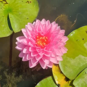 Nymphaea 'Dao Pradap Fa' Water Lily