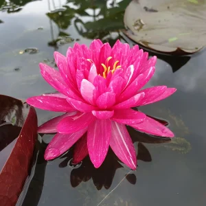 Nymphaea 'Jakkaphong' Water Lily