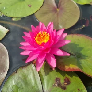 Nymphaea 'Line Thai' Water Lily