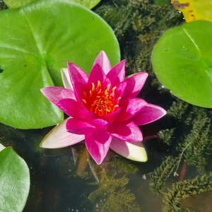 Nymphaea 'Lucky Red' Water Lily