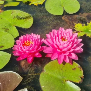 Nymphaea 'Malikan' Water Lily