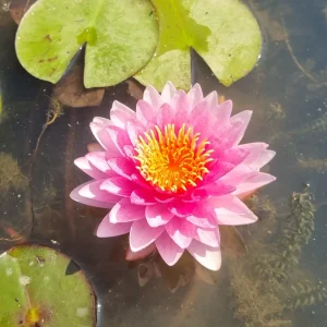 Nymphaea 'Nattamon' Water Lily