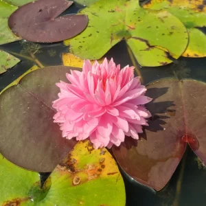 Nymphaea 'Nualaor' Water Lily