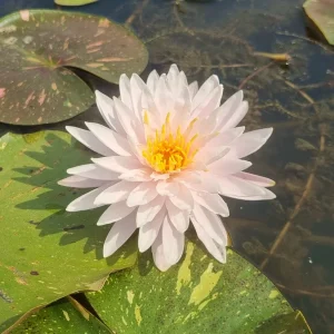 Nymphaea 'Painted Lady' Water Lily