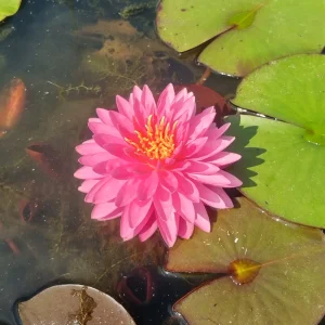 Nymphaea 'Pigeon Blood' Water Lily