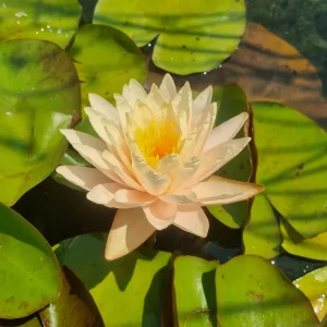 Nymphaea 'Pink Lemonade' Water Lily