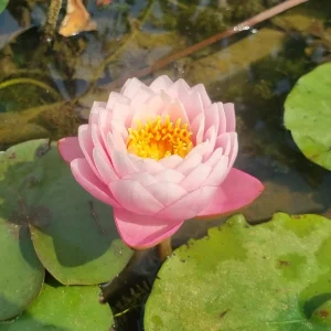 Nymphaea 'Piriya' Water Lily