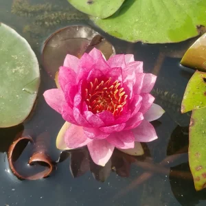 Nymphaea 'Red Apple' Water Lily