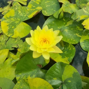 Nymphaea 'Yellow Stardust' Water Lily